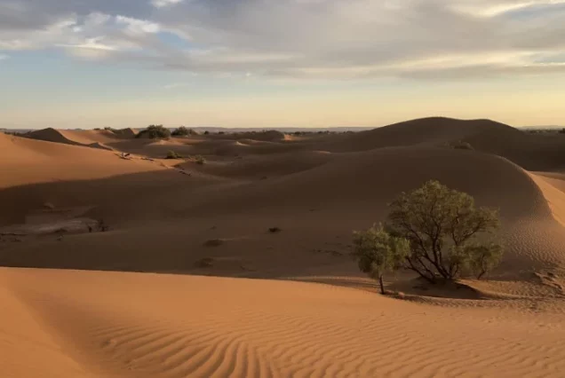 L'OASIS SACREE : En Méharée Et 4x4