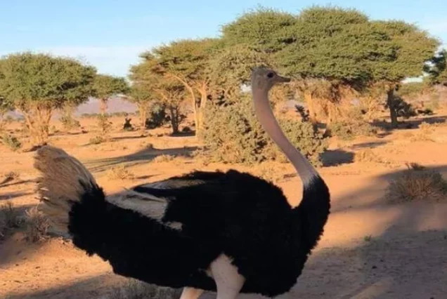 Chegaga & Vallée Du Draa : Traversée En Méharée Depuis M'Hamid