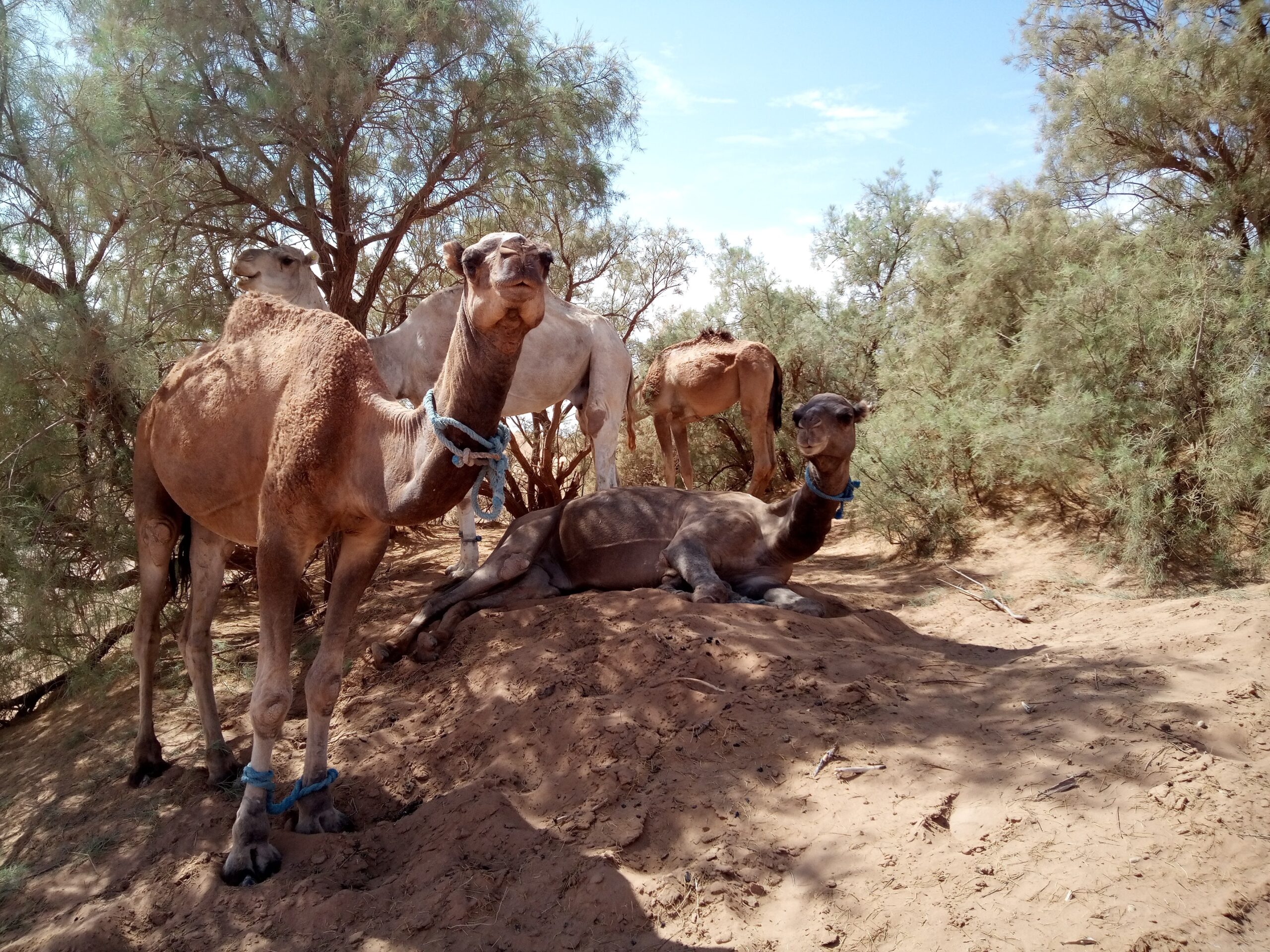 Dromedaries resting among tamarisk trees in the desert
